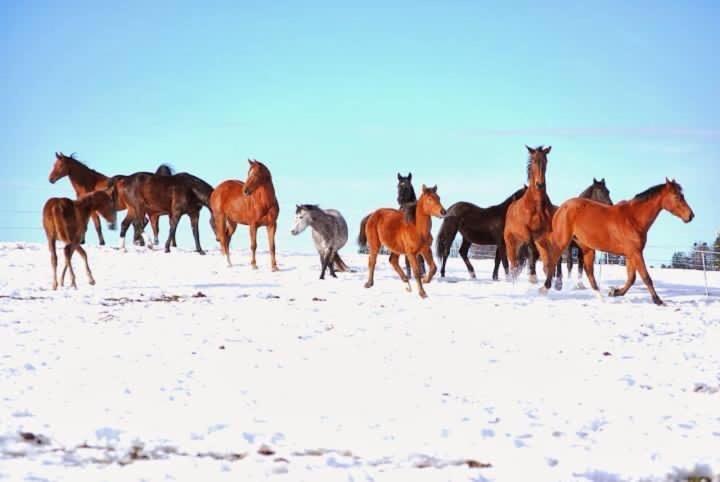 Pony Hof Apartman Heiligenschwendi Kültér fotó
